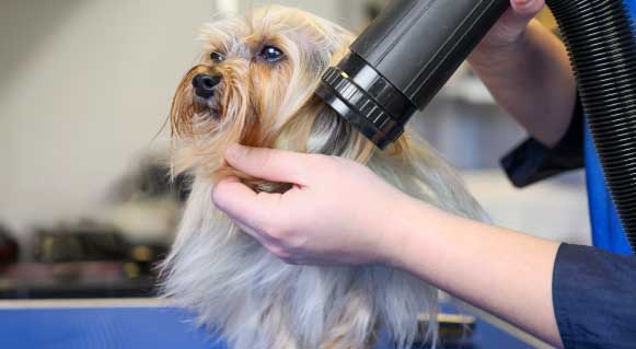 blow-dry-dog