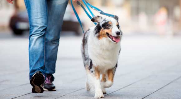 dog-wash-appointment